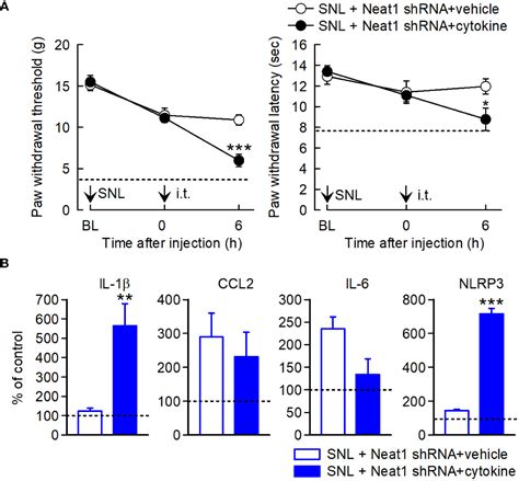 Frontiers Neat Lncrna Organizes The Inflammatory Gene Expressions In