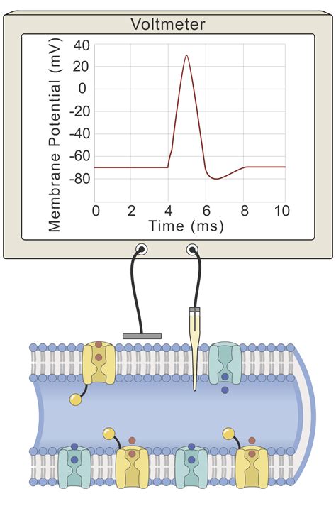 The Action Potential (Media) – Human Bio Media