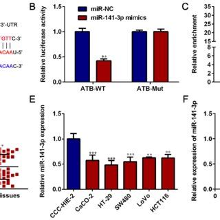 Lncrna Atb Promotes Crc Cell Migration A Representative Images Of