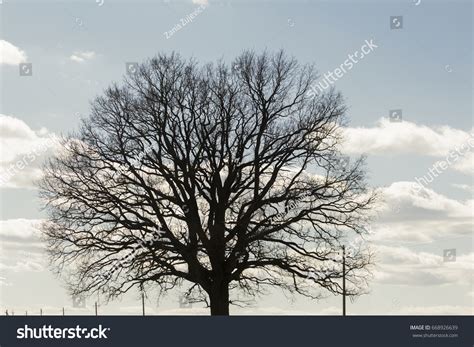 big tree  leaves  bright stock photo  shutterstock