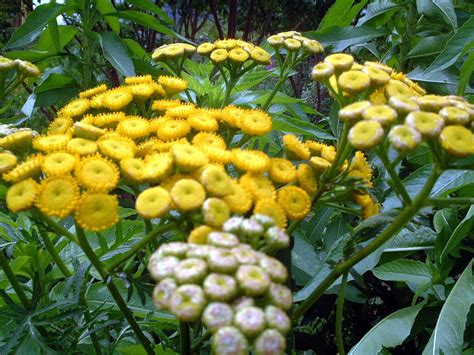 Tanacetum vulgare | Tanacetum vulgare | Flower Database