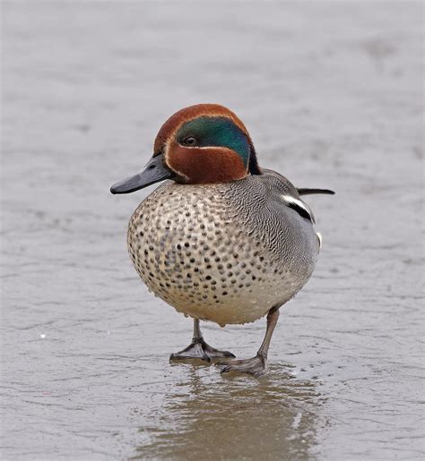 Чирок-свистунок - Teal | Москва, Царицыно | Svetlana Golovanova | Flickr