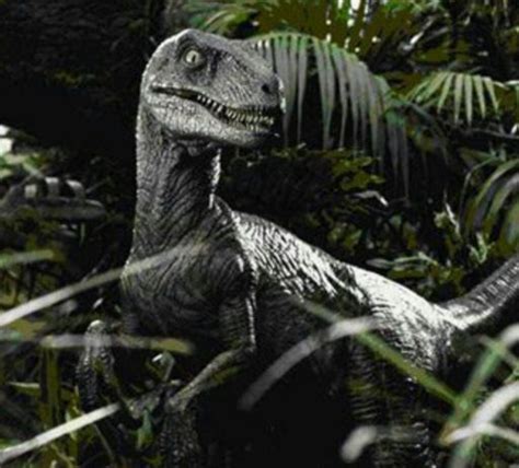 The velociraptor. | Wiki | Jurassic Park Amino