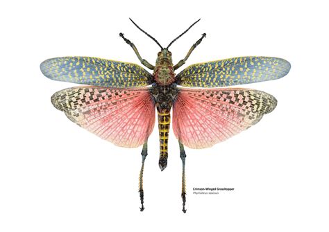 Illustration Of A Grasshopper With Bright Blue And Pink Wings