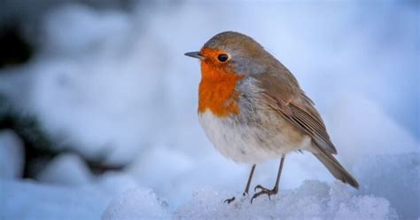 Essential Irish Christmas Songs for the Best Festive Playlist