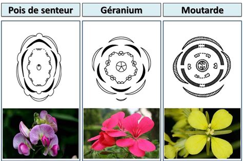 D Couvrir Imagen Diagramme Floral Et Formule Florale Fr