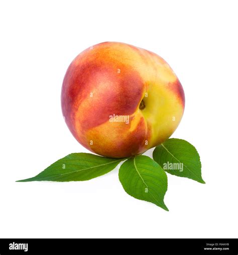 peach leaf cut  stock images pictures alamy
