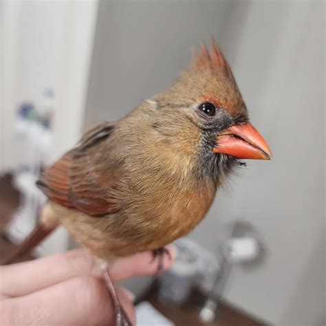 is it normal bird injured at home 7