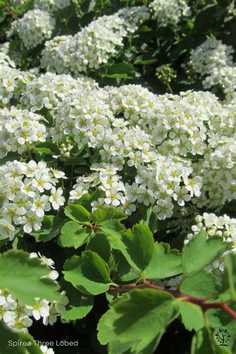 Spirea - Saskatoon Landscape Store