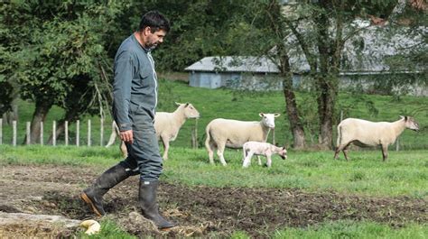 Le loup en Gironde la cellule de veille se réunit lundi