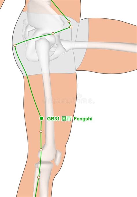 Mit Dem Skelett Zeichnen Akupunktur Punkt Gb Fengshi Gall Blad