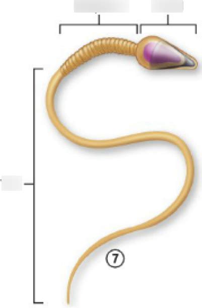 Sperm Cell Anatomy Diagram | Quizlet