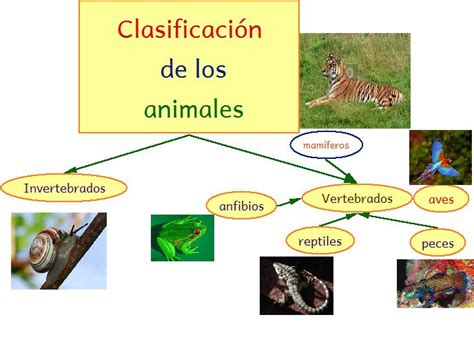 Clasificacin De Animales