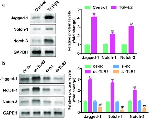 Tlr Directly Acts On The Jagged Notch Signaling Pathway A Western