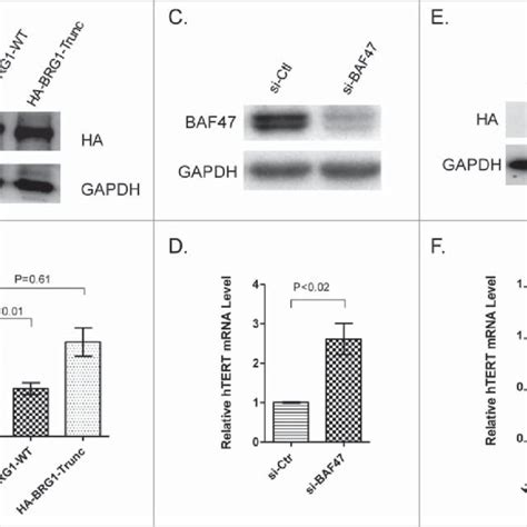 Roles Of BRG1 ATPase And SWI SNF Complex In HTERT Transcriptional