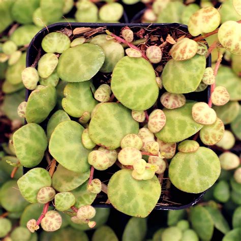 Hanging & Trailing Succulents | Mountain Crest Gardens®