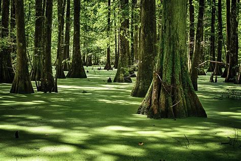 Louisiana Landscape