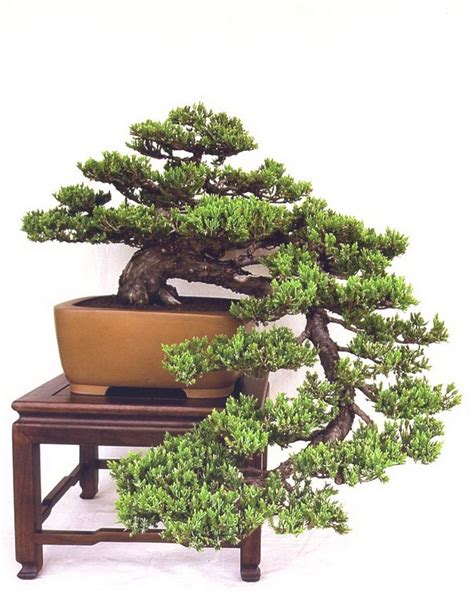 Juniper Bonsai Cascade