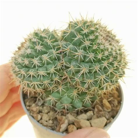 Mammillaria Carnea F Prolifera 65 Cm Cactaceae Giromagi Vendita