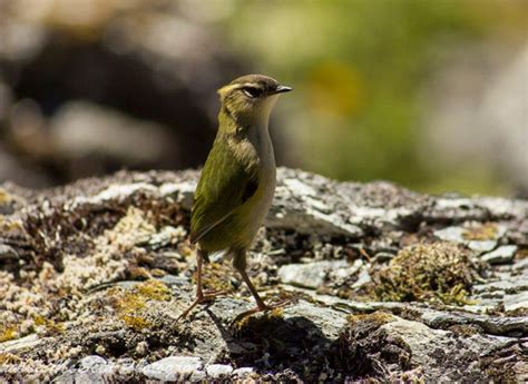 Routeburn Dart Wildlife Trust - Rock Wren