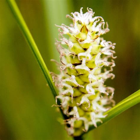 Carex Pellita Broad Leaved Woolly Sedge 2 Frank Mayfield