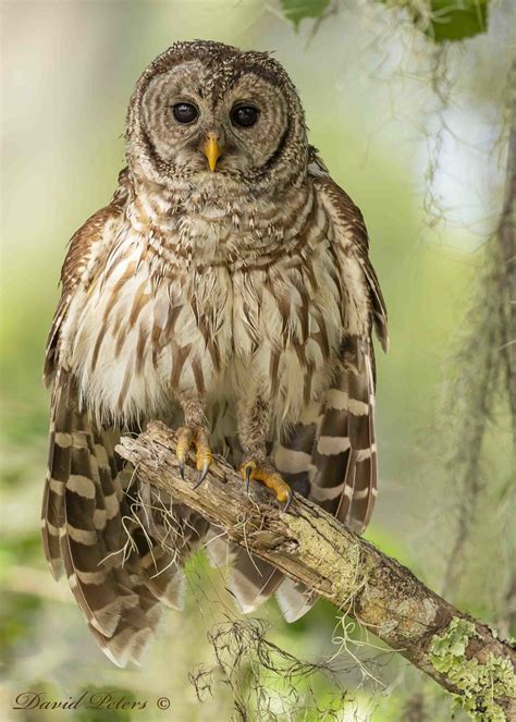 Barred Owl Dave Peters Flickr