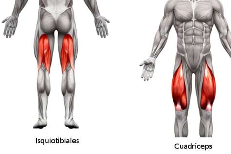 Desgarro De Isquiotibiales En El Deporte Clinica Fixen