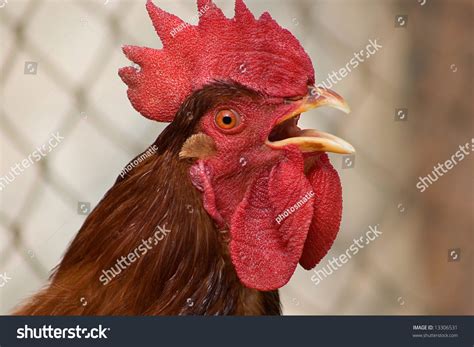 Red Rooster Singing For Wake Up Stock Photo 13306531 : Shutterstock