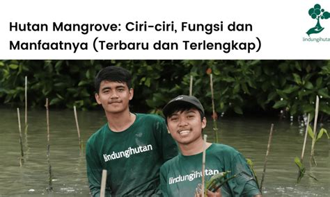 Hutan Mangrove Ciri Ciri Fungsi Dan Manfaatnya Terbaru