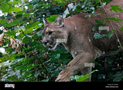 Captive puma big cat hi-res stock photography and images - Alamy