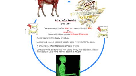 how are bones connected to one another