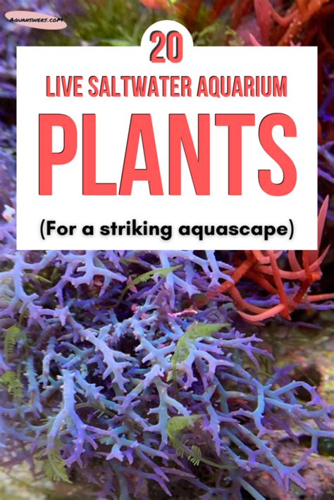 21 Live Saltwater Aquarium Plants for Your Aquascape | AquAnswers