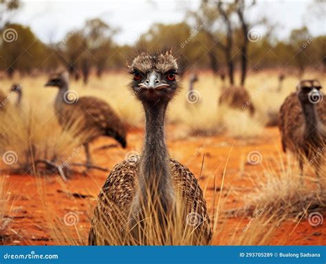 Ai Generated Illustration Wildlife Concept Of Outback Emus Stock