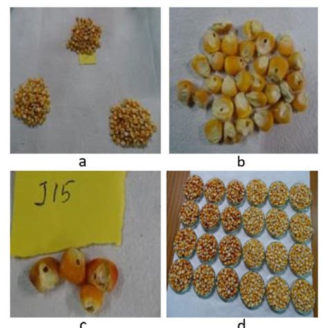 A Examining The Infection Ratio Of Maize Seeds In The Laboratory B