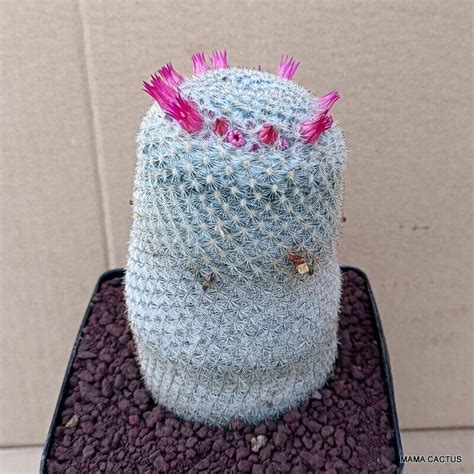 Mammillaria Elegans Mama Cactus