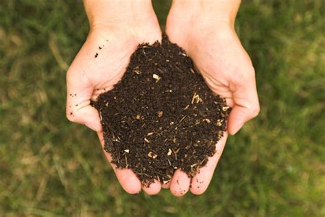 Abono Casero Una Buena Forma Para Cuidar Sus Plantas