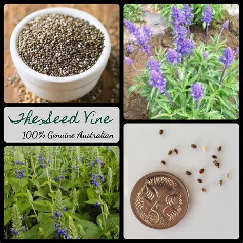 Salvia hispanica - Chia (Organic) - The Seed Vine