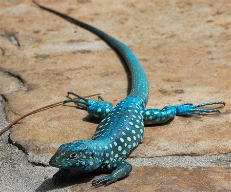 Aruba | Blue lizard, Aruba, Lizard