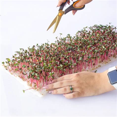 Microgreens Growing Instructions | Hydroponic Method | Growing ...