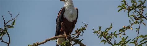 Days Bird Watching Tours In Rwanda Panther Adventures