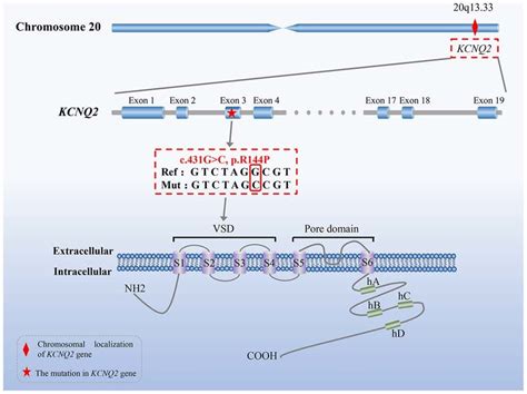 Schematic Representation Of The Kcnq2 Gene And Its Encoded Protein The