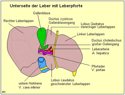 Anatomie und Physiologie Leber Gallenwege und Bauchspeicheldrüse