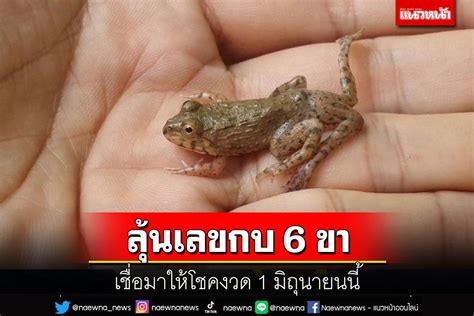 ขาว Like สาระ พบกบแปลก ม 6 ขาเจาของเชอมาใหโชคลนถกรางวลงวด