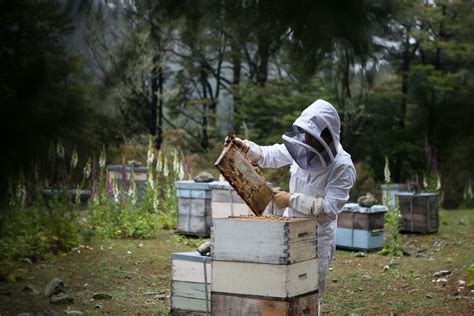 Bee Hive Placement - Where to put your Colonies - Be Inspired