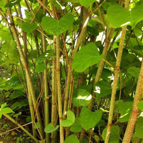 Common Weeds And How To Control Them Chatelaine