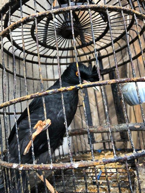 Premium Photo | View of bird in cage at zoo