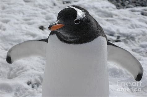 Penguin Hug Photograph by Penelope Greensmith