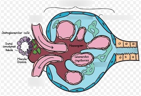 Biology Ii Module Of The Mcat Self Prep Ecourse Lesson The Kidneys