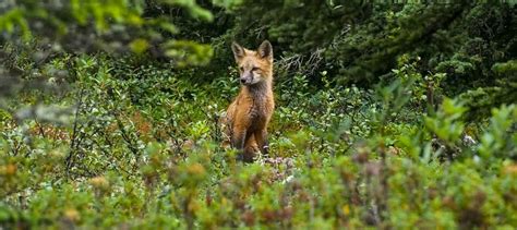 Foxes encourage boreal forest growth - The Wildlife Society