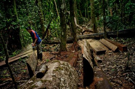 In The Amazon Forest Degradation Is Outpacing Full Deforestation The